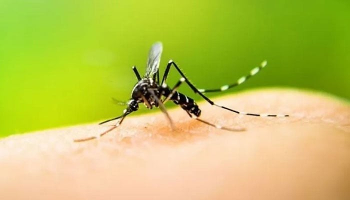 پنجاب میں ڈینگی وائرس بے قابو
