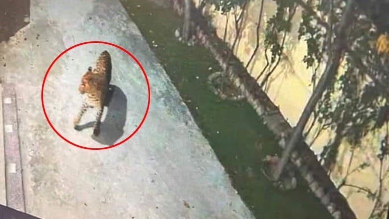 سوات، گھر میں گھسنے والا چیتا مکینوں کے شور مچانے پر بھاگ گیا