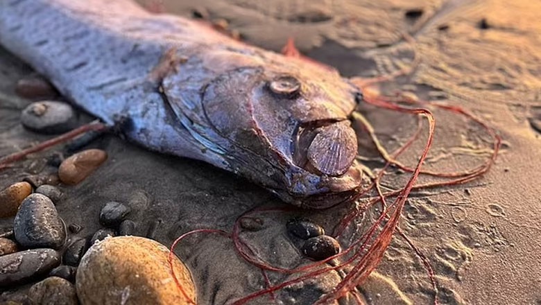 قیامت کے دن کی علامت والی مچھلی کا ظہور