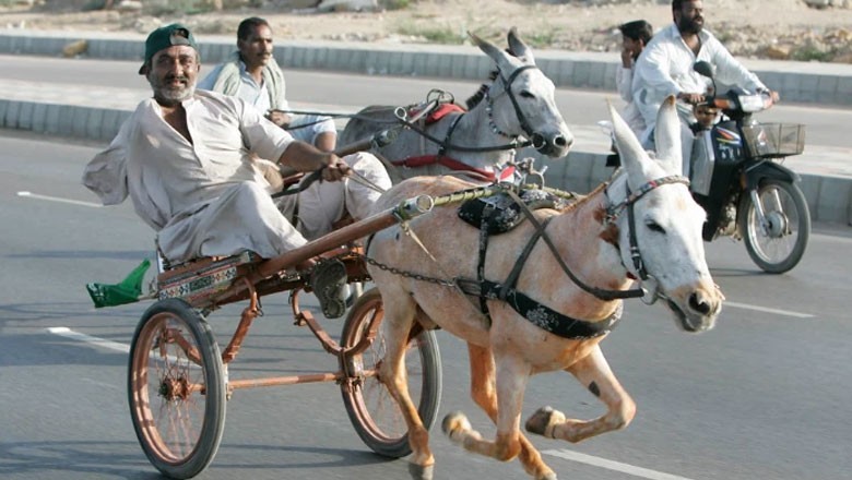 کراچی میں گدھا گاڑی ریس، جیتنے والے گدھے کو کتنا انعام ملا؟