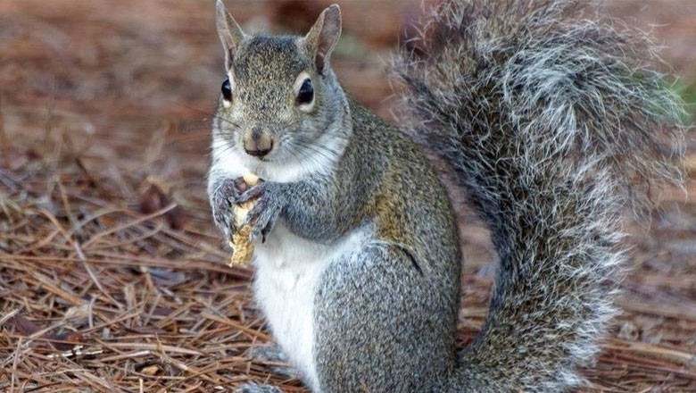 معصوم سی گلہریاں بھی گوشت خور بن گئیں، خوفناک انکشاف