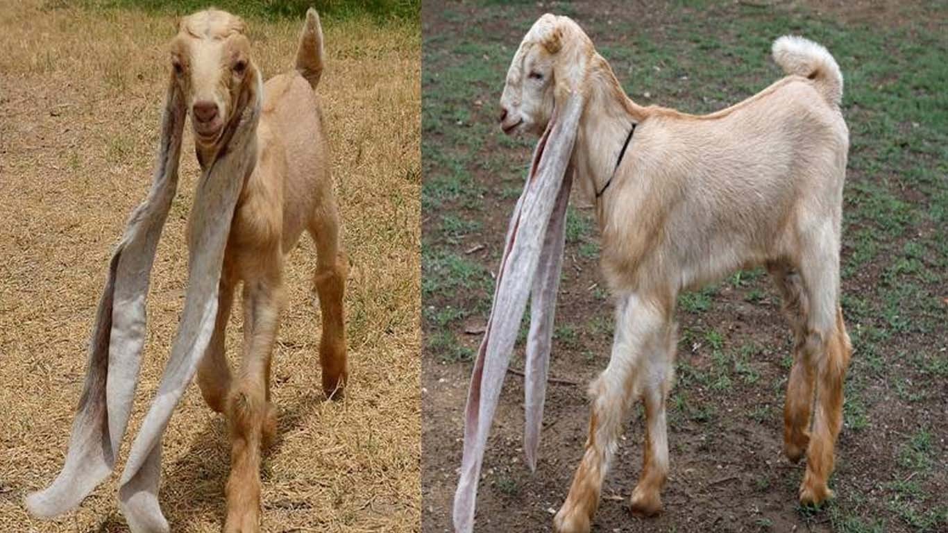 سعودی عرب میں 44 لاکھ کا کمسن بکرا نیلام