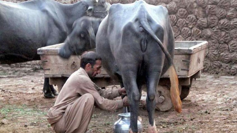 کراچی، بھینس کا تازہ دودھ پینے والے 6 افراد حالت غیر میں اسپتال پہنچ گئے