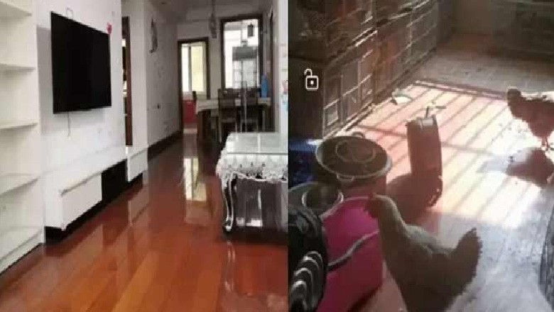 کرایے دار کی انوکھی حرکت، لگثری فلیٹ کو مرغی خانہ بنادیا