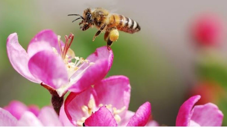 زندگی صرف 60 دن، شہد کی مکھی کے بارے میں دلچسپ معلومات