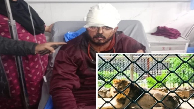 ٹک ٹاک کیلیے شیر کے پنجرے میں جانے والا نوجوان حملے میں زخمی