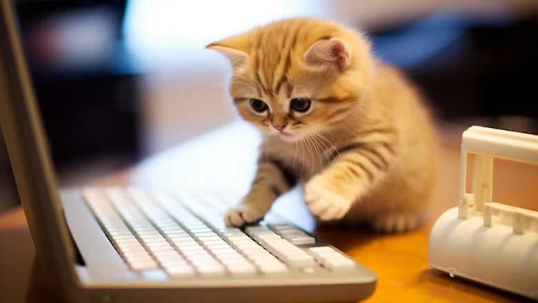 شرارتی بلی نے استعفی ای میل کر کے لڑکی کی ملازمت اور بونس ختم کروادیا