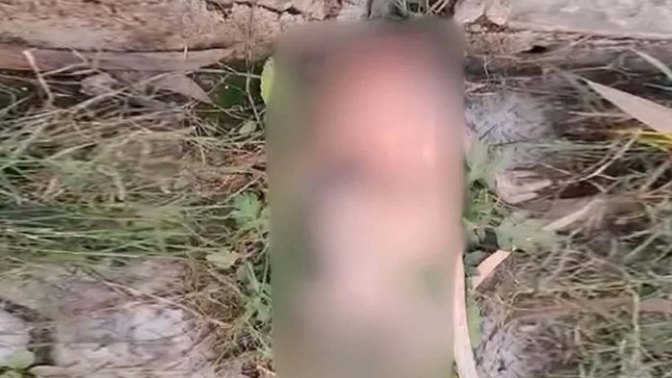 اسپتال میں نومولود بچے کا سر کتوں نے کھالیا