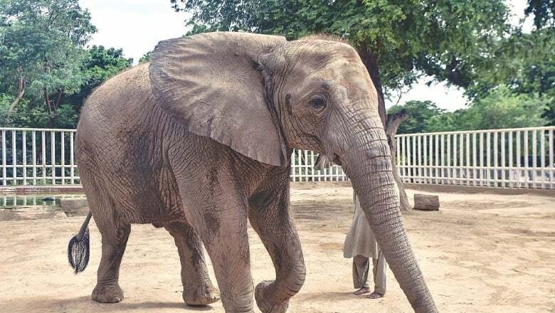 کراچی میں سونیا ہتھنی کی موت کے بعد مزید دو ہاتھیوں کی زندگی خطرے میں