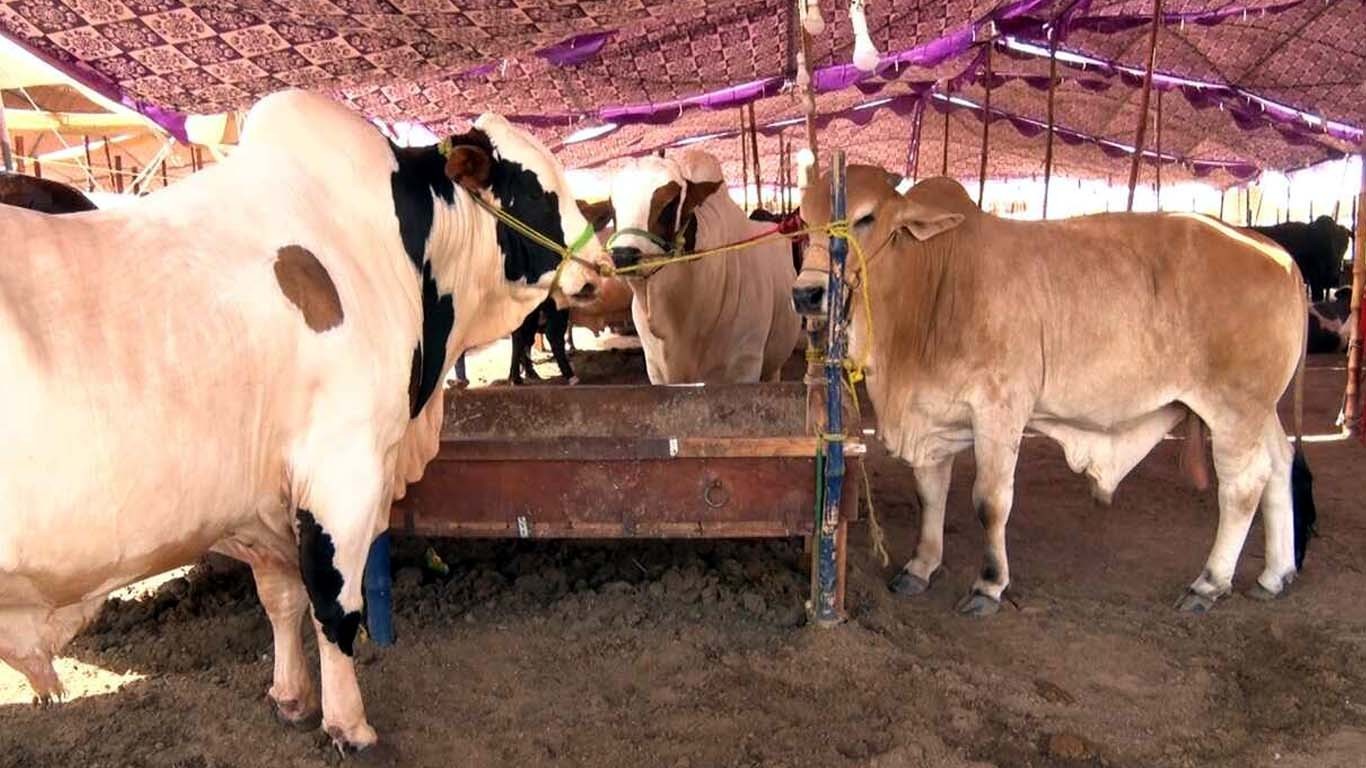 مویشی منڈی کے اطراف 20 سے زائد چیک پوسٹیں قائم کرنے کا فیصلہ