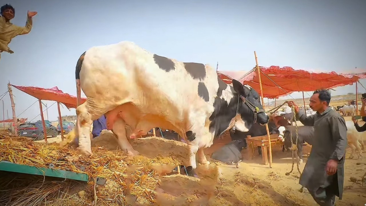 کراچی میں سب سے بڑی مویشی منڈی کا افتتاح آج ہوگا