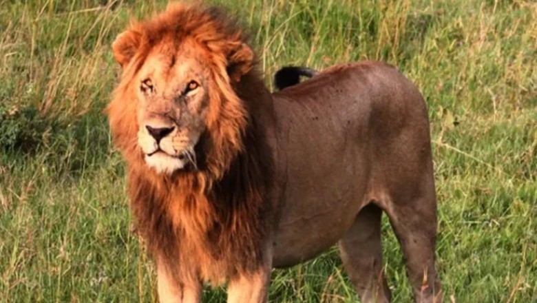 کینیا میں جنگلی شیر 14 سالہ بچی کو کھا گئے