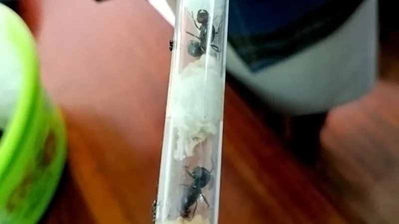 چیونٹی پکڑ کر 70 ہزار روپے میں فروخت کرنا والا چار رکنی گروہ گرفتار