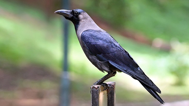 کوے کی ذہانت اور چالاکی پر تحقیق، آپ  بھی حیران کردے گی