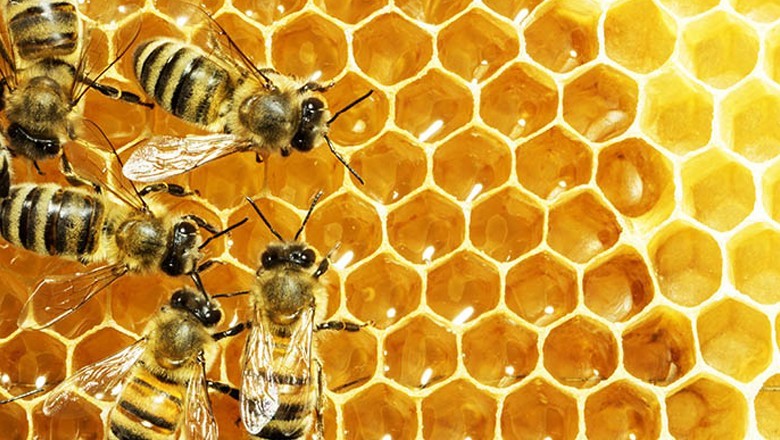 ان 12 وجوہات کی وجہ سے شہد دنیا سے ختم ہوسکتا ہے!