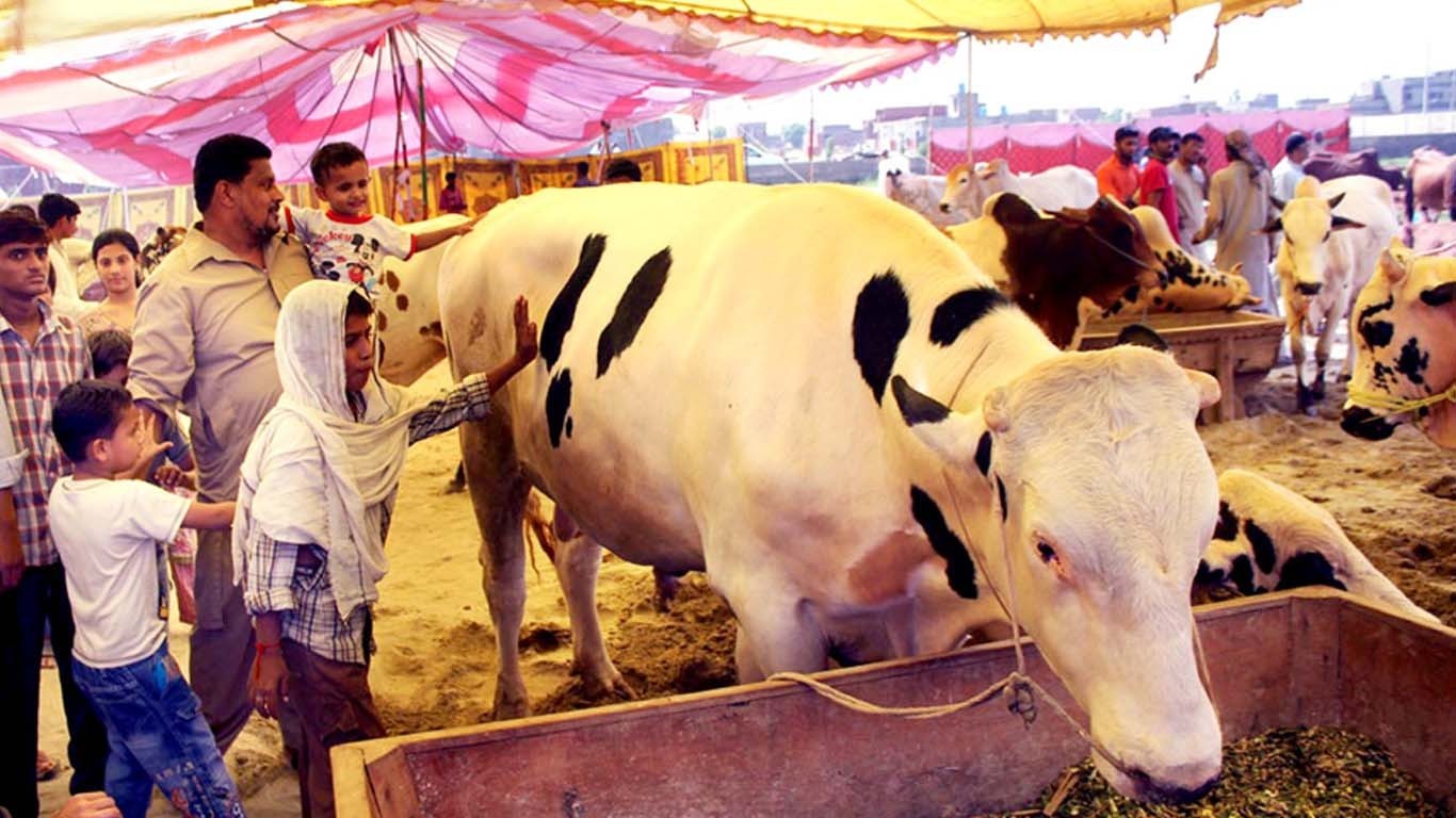 عید قرباں کی آمد: کراچی کی مویشی منڈیوں کی رونقیں بحال