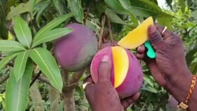 دنیا کا مہنگا ترین آم، فی کلو قیمت 3 لاکھ روپے