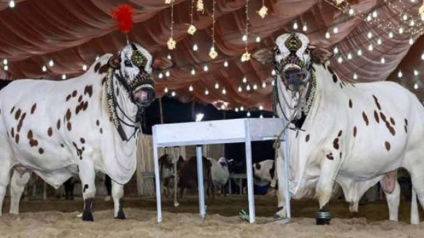 کراچی کی مویشی منڈی میں جانوروں کی قیمتیں آسمان کو چھونے لگیں