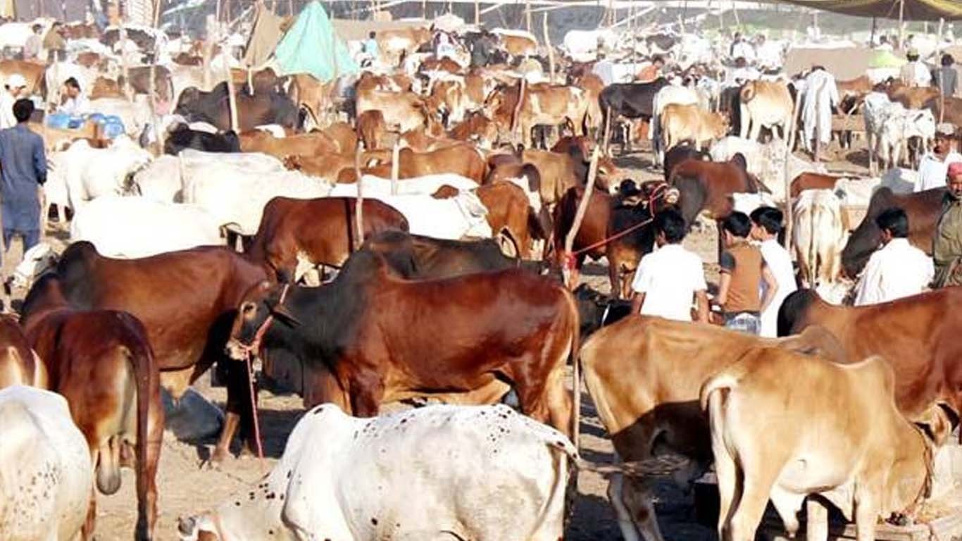 مویشی منڈیوں میں قربانی کے جانوروں کی قیمتیں آسمان پر پہنچ گئیں