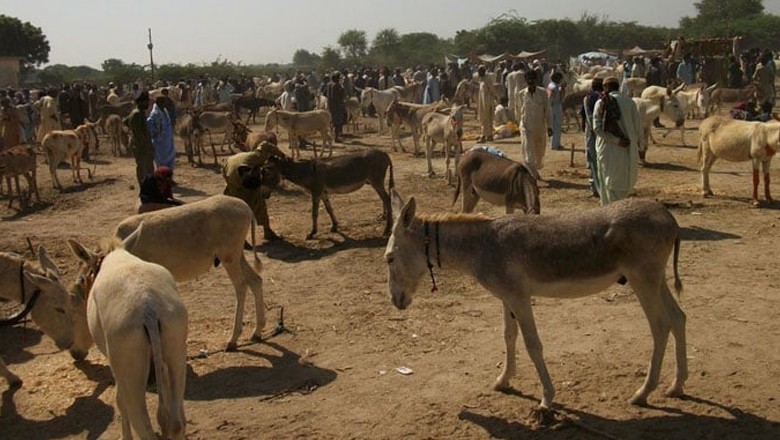 ملک میں گدھوں کی تعداد میں نمایاں اضافہ ریکارڈ