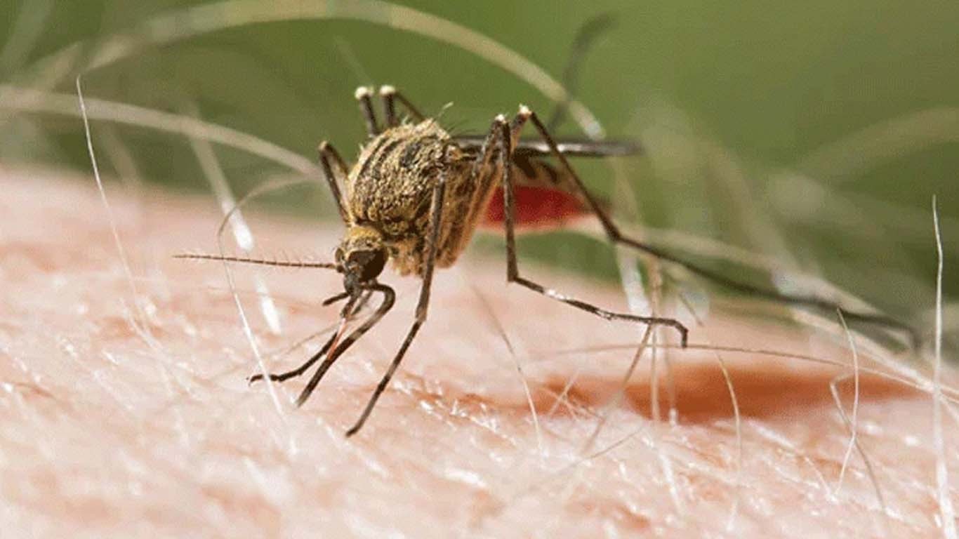 سندھ: ڈینگی وائرس سے رواں سال پہلا مریض انتقال کر گیا