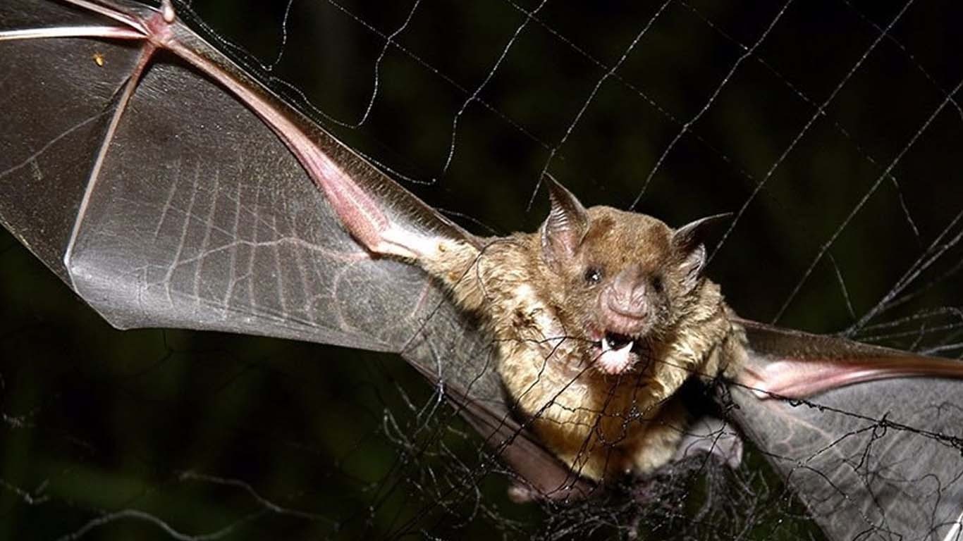 چمگادڑ کے کاٹنے سے ایک شخص جان سے ہاتھ دھو بیٹھا