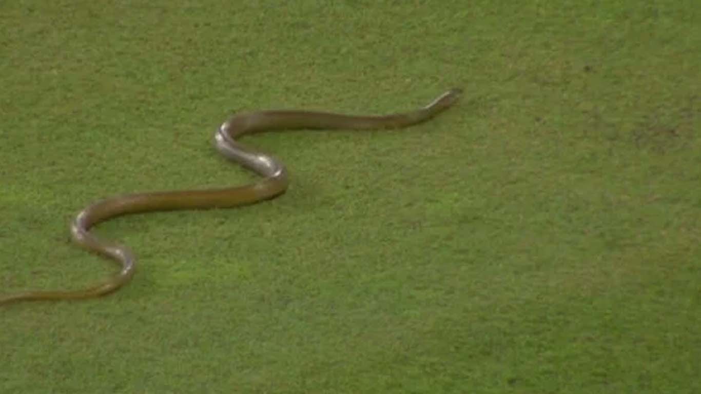 میچ کے دوران گراؤنڈ میں خطرناک سانپ داخل، ویڈیو وائرل