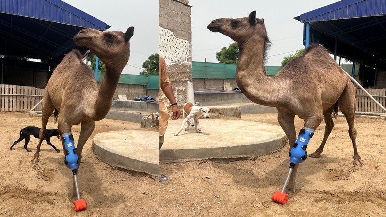 1 سال قبل وڈیرے کے ظلم کا شکار ہوکر ٹانگ سے محروم ہونے والی اوٹنی کو مصنوعی پاؤں لگادیا گیا