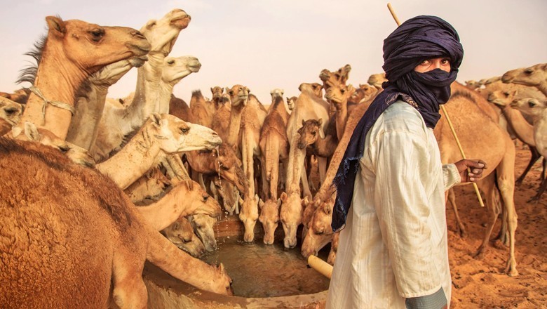 سفاک جاگیردار نے کھیتوں میں داخل ہونے والے 2 اونٹ مار ڈالے