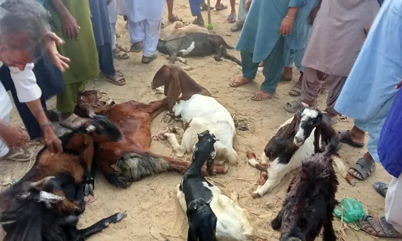 بھارتی فوج کی درندگی، تھر پارکر میں فائرنگ کر کے بکریوں کو مار ڈالا