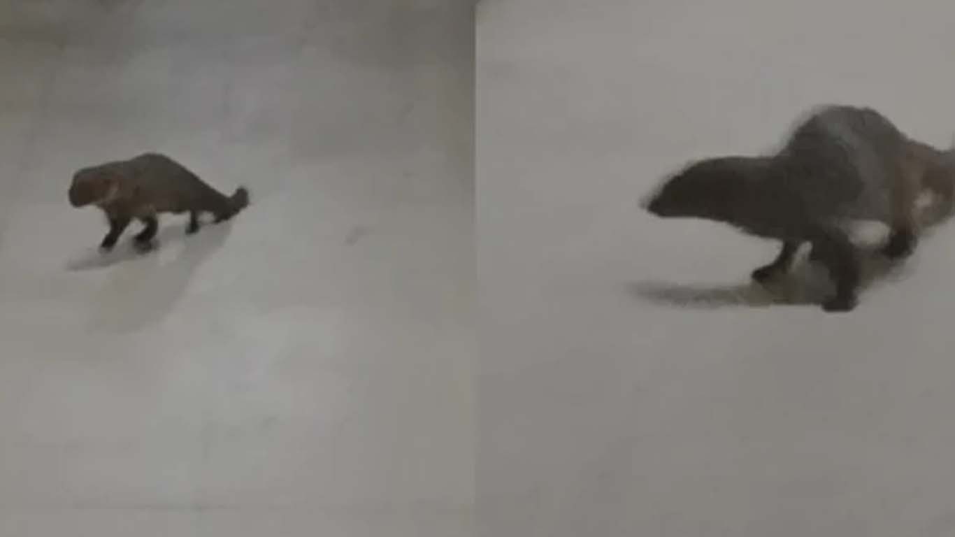 کراچی ایئرپورٹ کی عمارت میں نیولوں کی انٹری