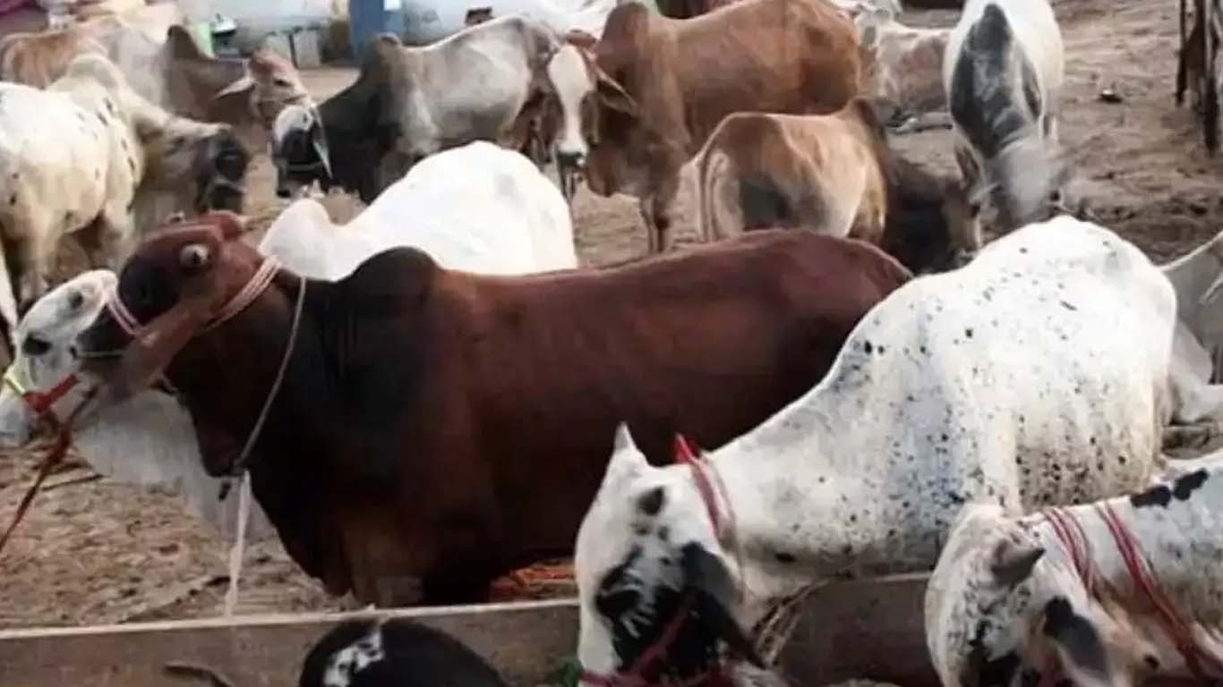 کراچی، ملزمان 26 لاکھ روپے مالیت کے مویشی چھین کر فرار