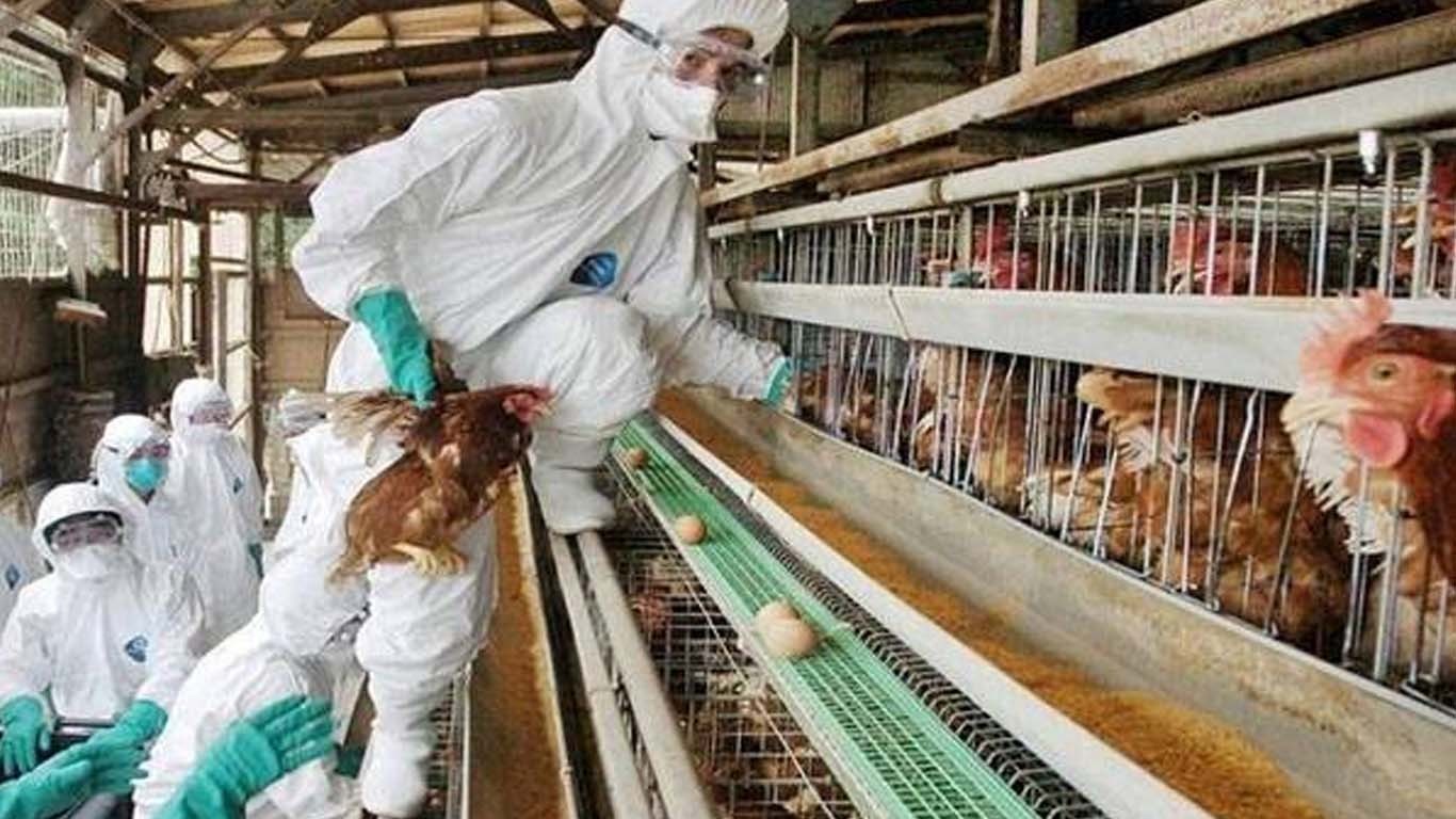 جاپان، گریٹر ٹوکیو میں رواں سیزن کے پہلے برڈ فلو کیس کی تصدیق