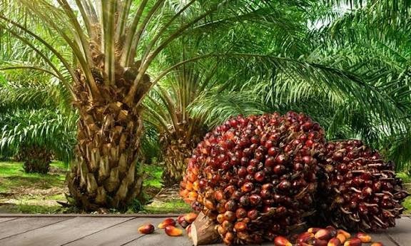 پاکستان اور انڈونیشیا کے درمیان پام آئل کی تجارت کا معاہدہ طے