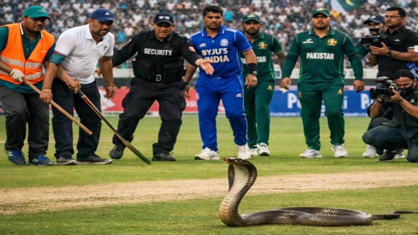 پاک بھارت میچ سے قبل اسٹیڈیم میں 4 فٹ لمبا سانپ نکل آیا
