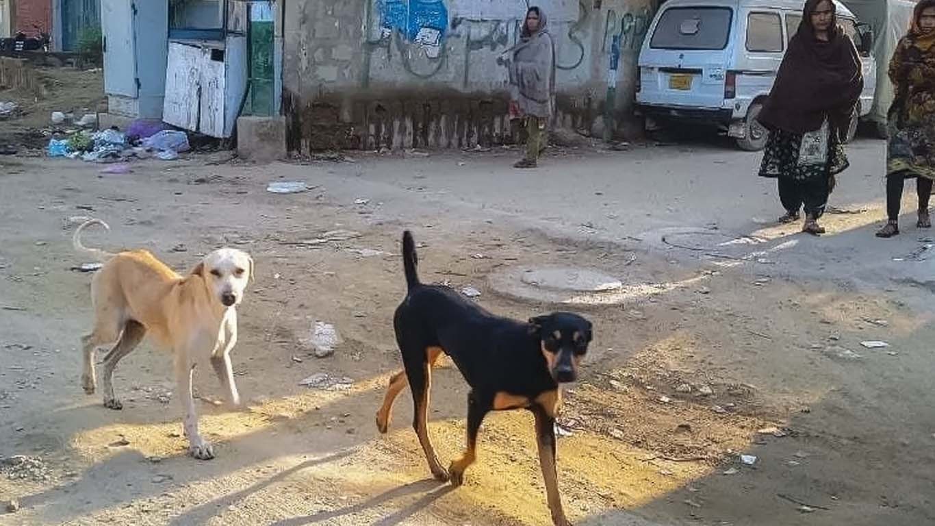 آوارہ کتوں کے حملے میں  3 سالہ بچی جاں بحق