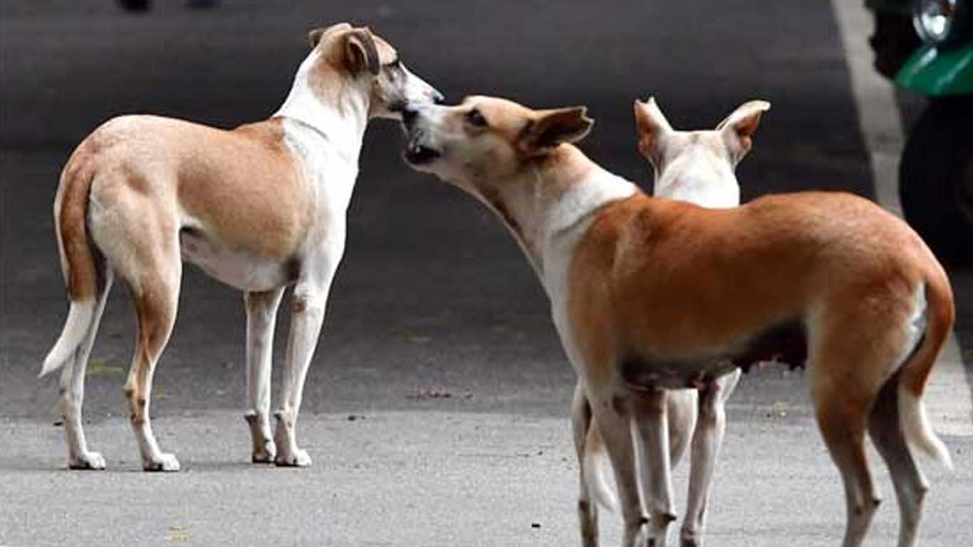 کراچی، آوارہ کتوں نے ڈکیتی کی کوشش ناکام بنا دی