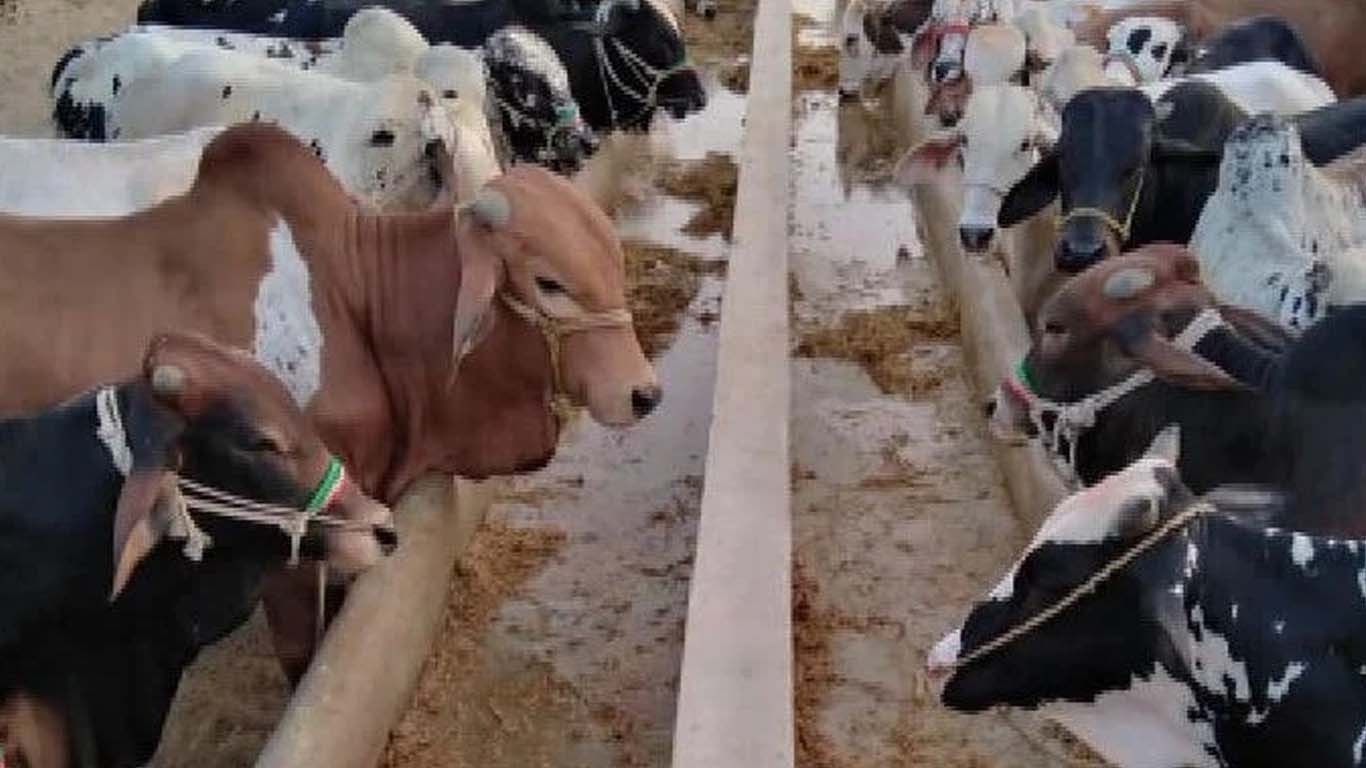 زہریلا چارہ کھانے سے 38  مویشی ہلاک