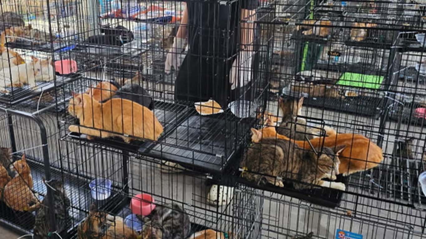 گوشت کی تجارت کے لیے چرائی گئی 400 سے زائد بلیاں بازیاب